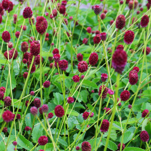 Krvavec lekársky-(Sanguisorba officinalis L.) / živá bylinka, rastlinka v kvetináči